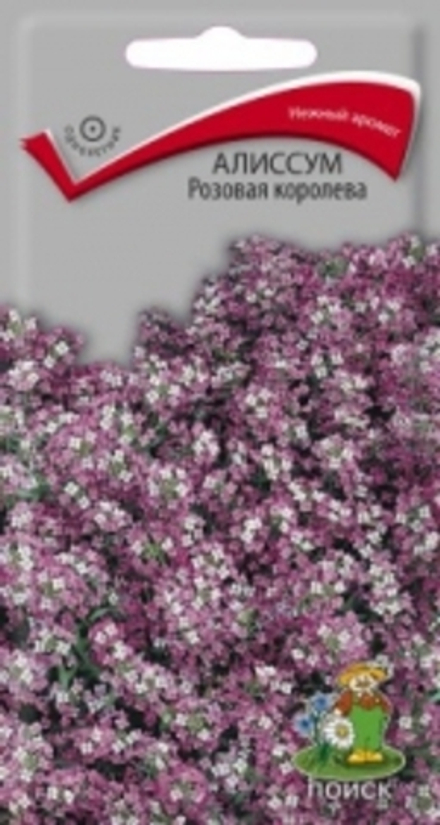 Алиссум Розовая королева 0,3гр Поиск