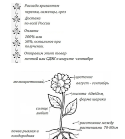 Хризантема мультифлора Touchka Rouge ☘ м.63 🌿 (нет в наличии)
