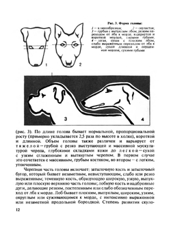 Охотничьи собаки | А.П. Мазовер