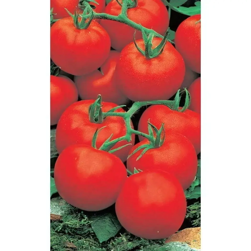 Семена Томат Ультраскороспелый (Марс) Б/П