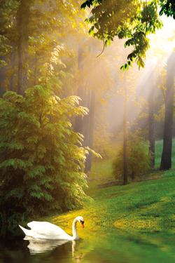 Коллекция Лес