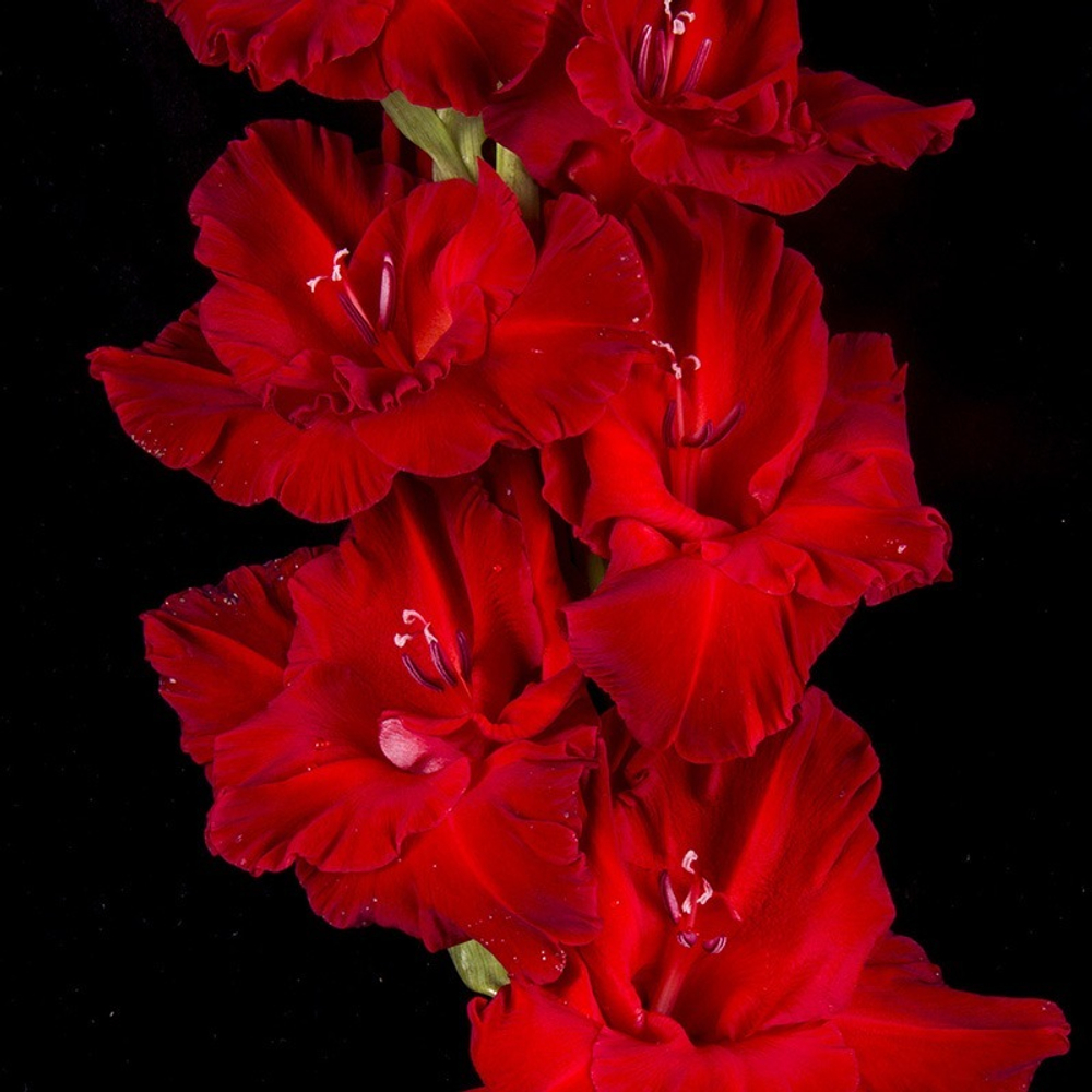 Гладиолус крупноцветковый Робот Виталий