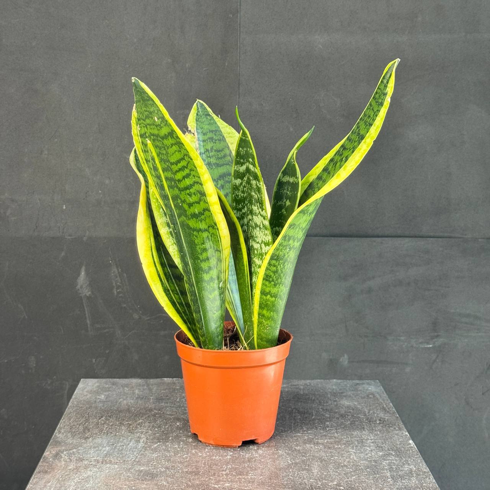 Сансевиерия (Sansevieria trifasciata)