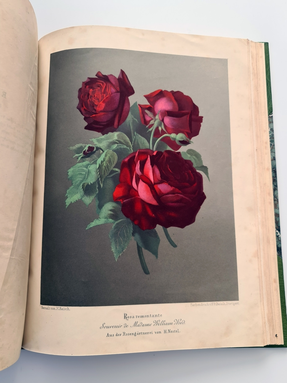 "Nestel`s Rosengarten. [  Сад роз Нестела]". E. Schweizerbartsche Verlagshandlung. 1869г.