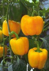 ЭСПАРТАНО F1 семена перца сладкого (Sakata | Alexagro)