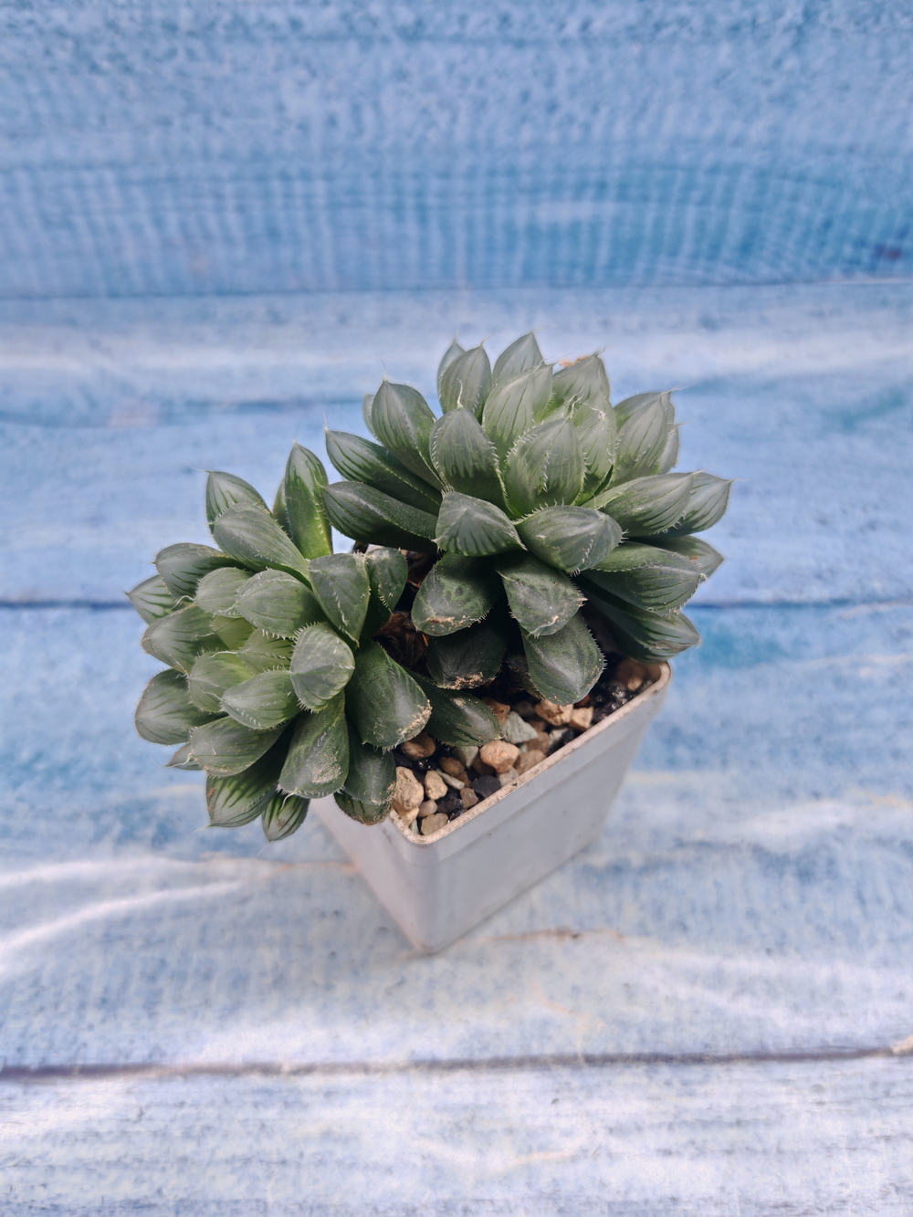 Haworthia Cooperi Pilifera (Хавортия)