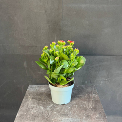Каланхоэ Блоссфельда (Kalanchoe blossfeldiana) красное