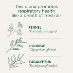 Traditional Medicinals, Breathe Easy, эвкалипт и мята, без кофеина, 16 чайных пакетиков в упаковке, 24 г (0,85 унции)