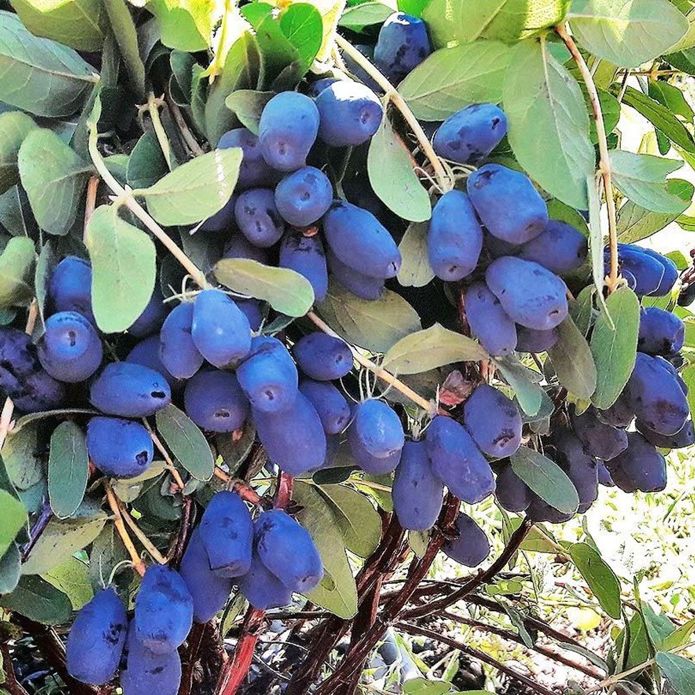 Жимолость Индиго Джем