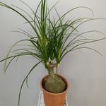 Нолина Спутник