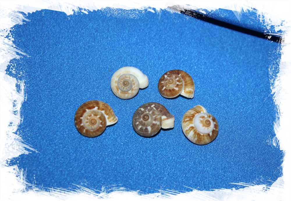 Циклофорус лингаиферус (Cyclophorus linguiferus)