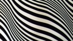 Микровелюр Xpoint 0072.01 Зебра