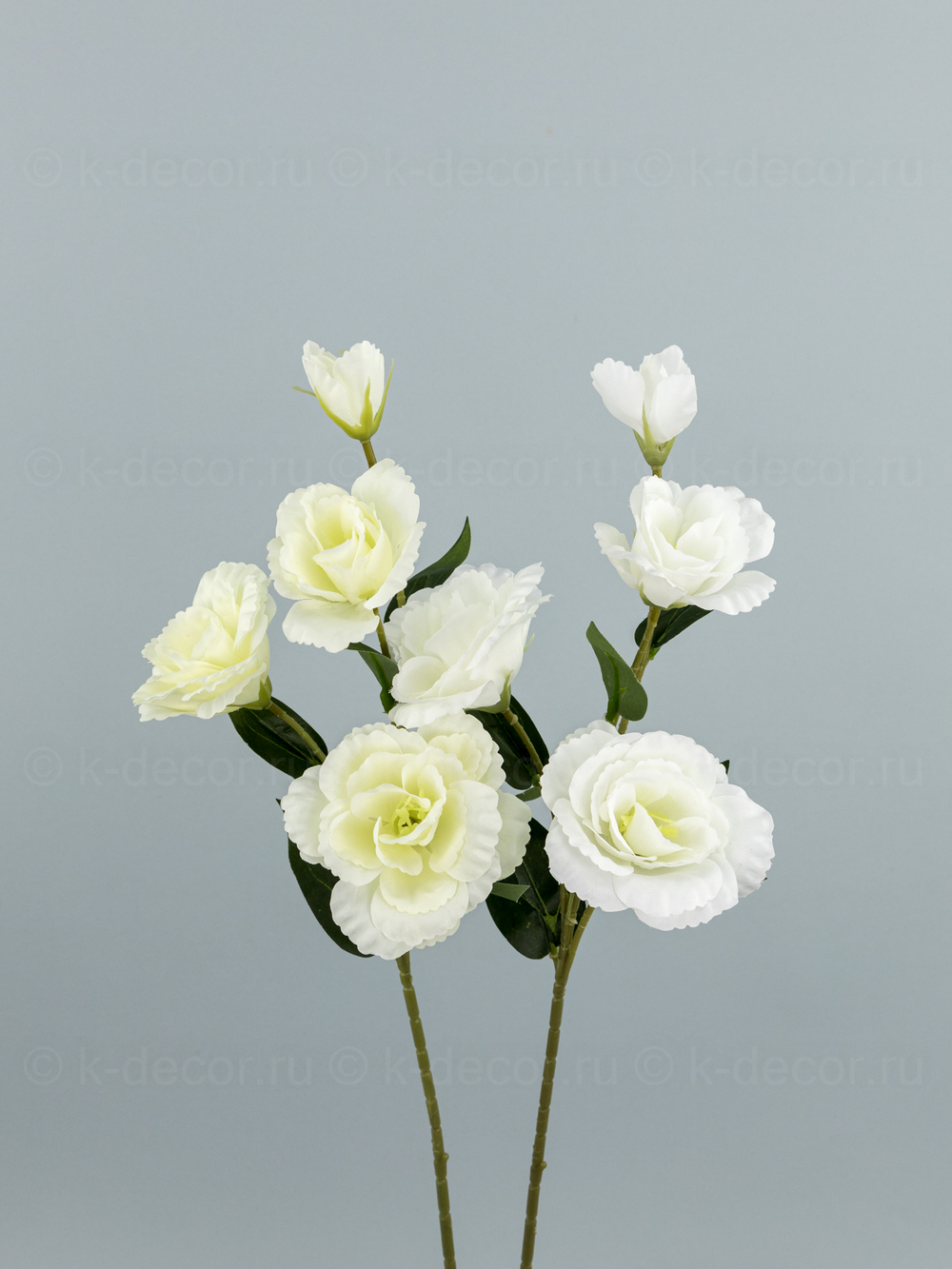 Эустома Каролина белая