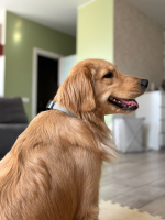 Ошейник для собак из Биотана , 25 мм, 40-65 см. Серый и золотой шимер