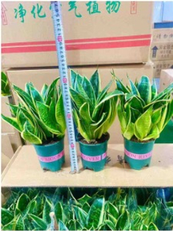 Сансевиерия Tiger Ear Orchid д. 12