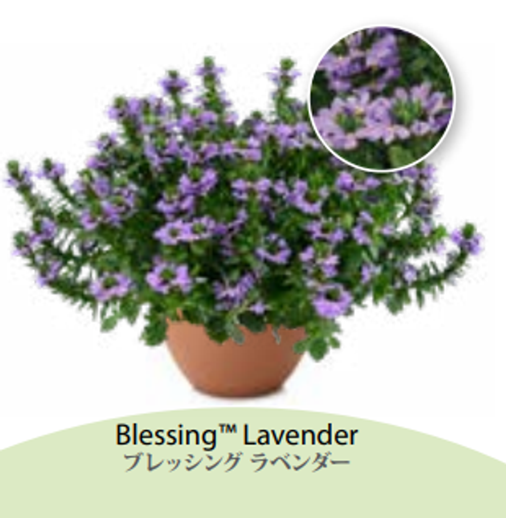 ЕВРО Сцевола Lavender Blessing укор черенок декабрь