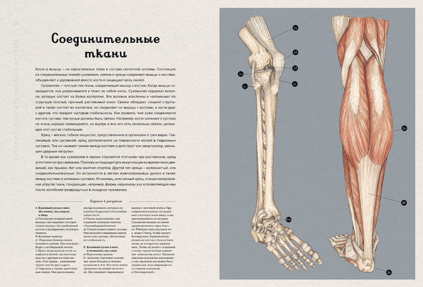 Анатомикум