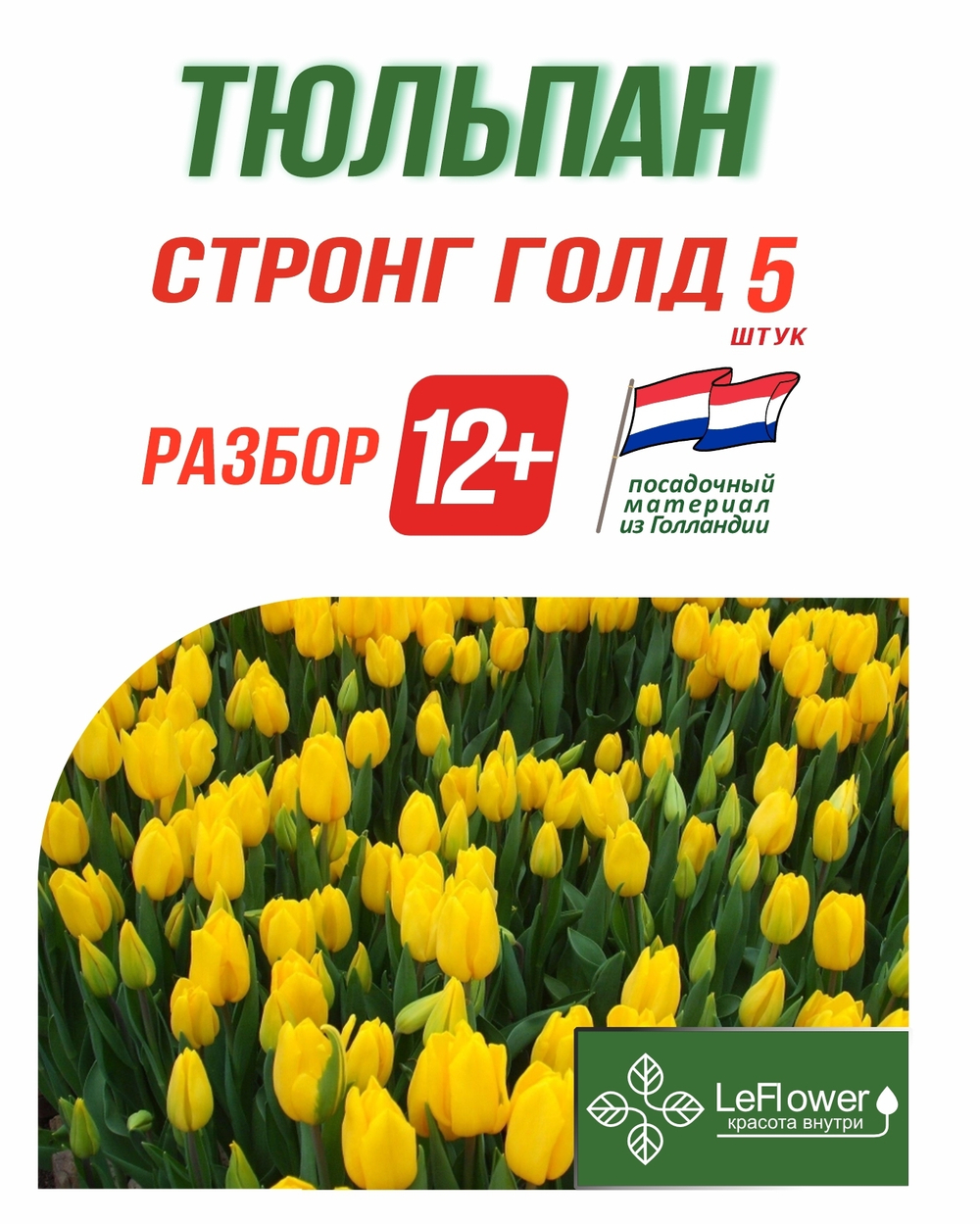 Тюльпан Луковичные цветы, Стронг Голд 5 шт, разбор 12+