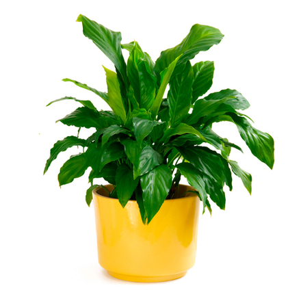 Спатифиллюм