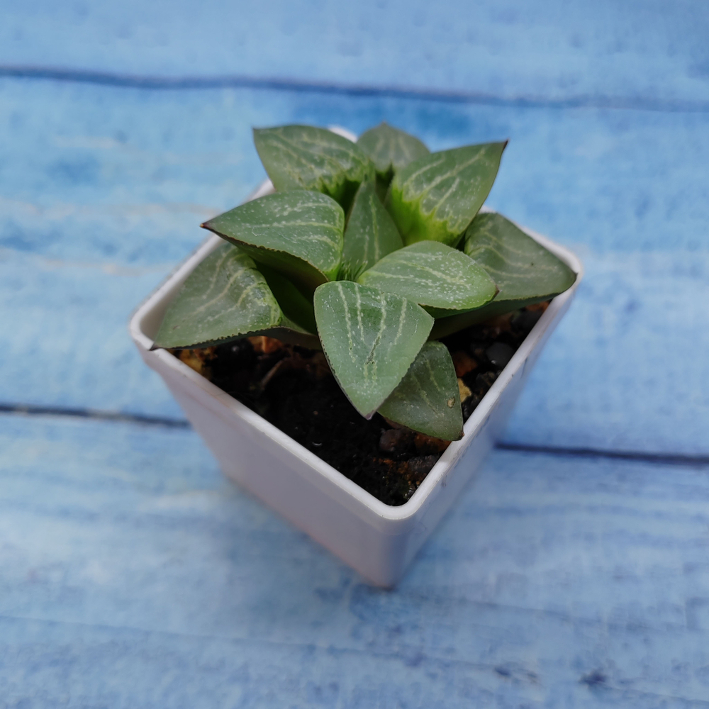 Haworthia Comptoniana Hybride hybrid (Хавортия)