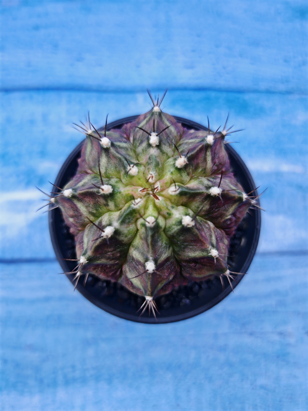 Gymnocalycium T-Rex Pink hybride (Гимнокалициум T-rex)