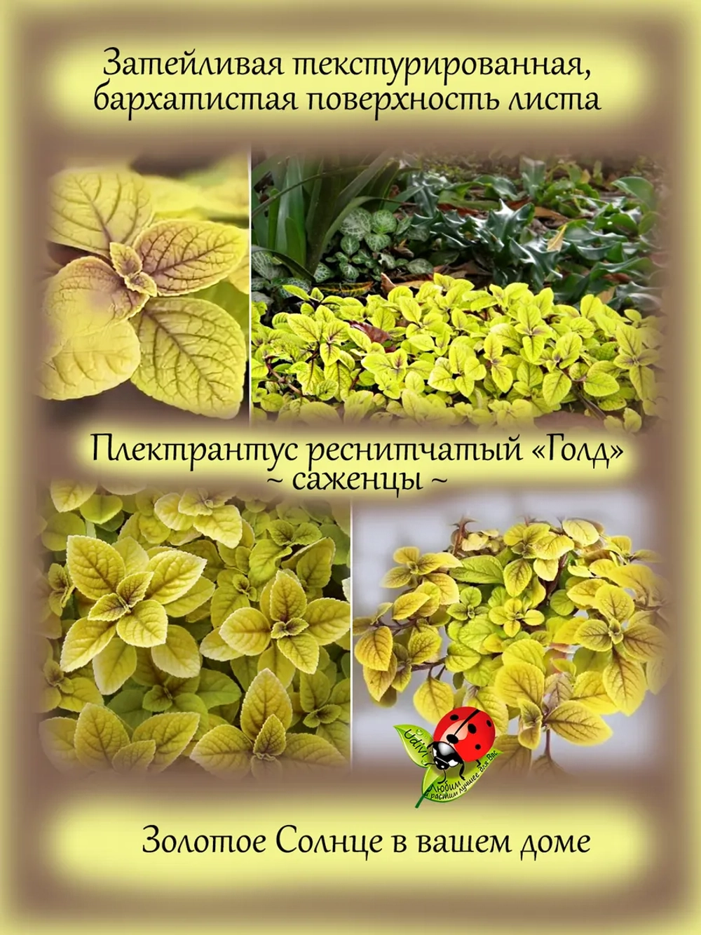 Плектрантус Голд реснитчатый золотой