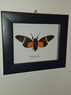 Цикада Tosena paviei в рамке