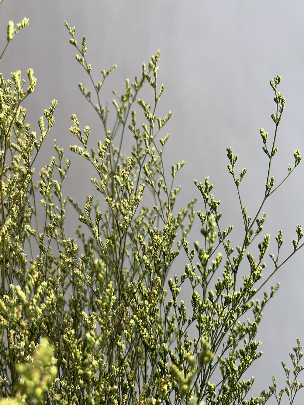 Кермек салатовый