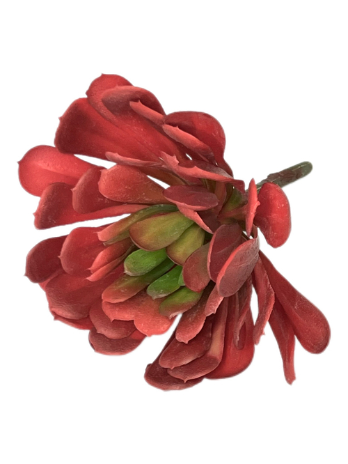 Суккулент 115 красный