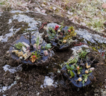 Земляная Свеча. Маленькая Черная. Материализация. Очищение и Гармония + ПОДАРОК