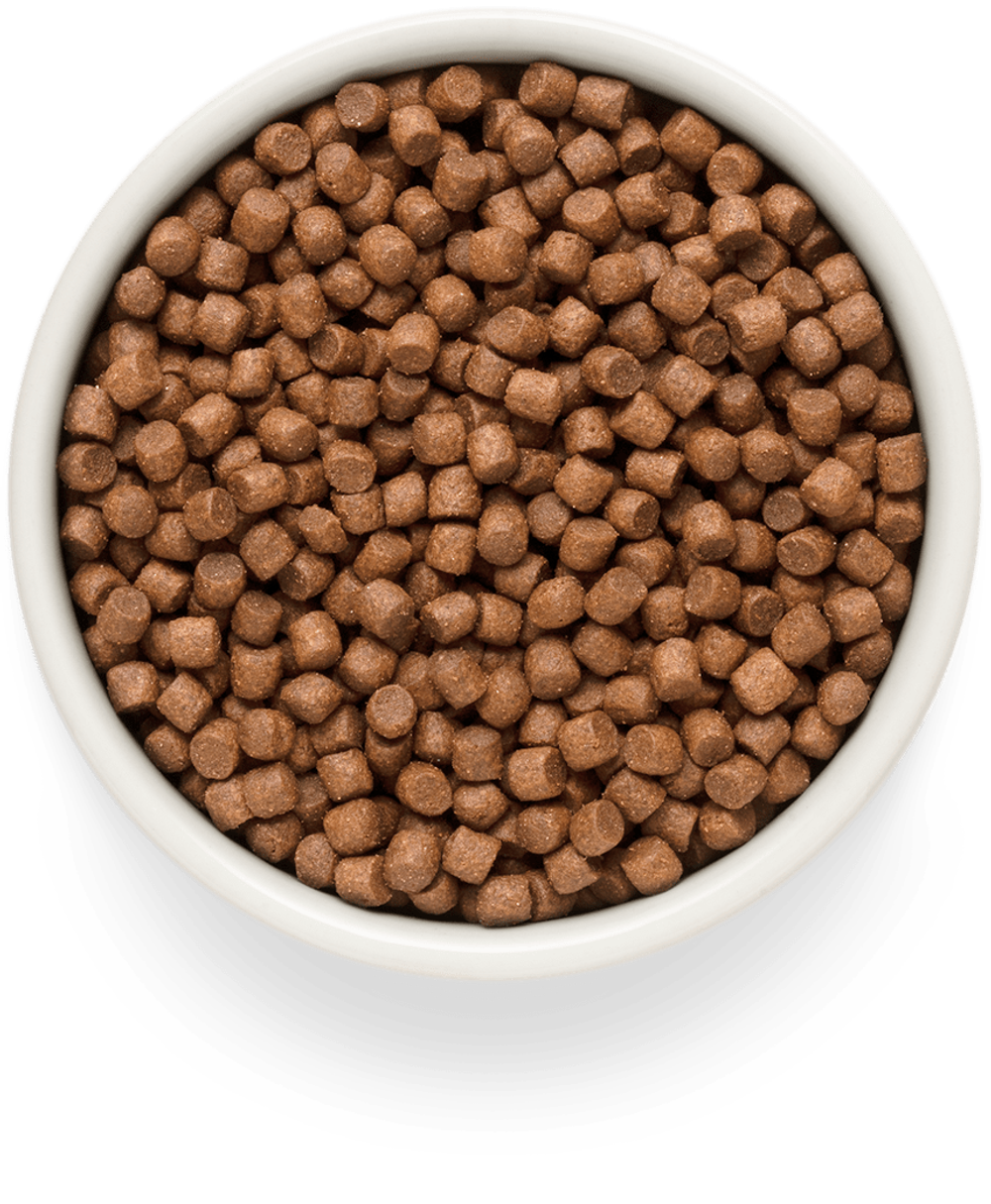 Premier dog salmon & turkey adult mini лосося с индейкой для собак мелких пород