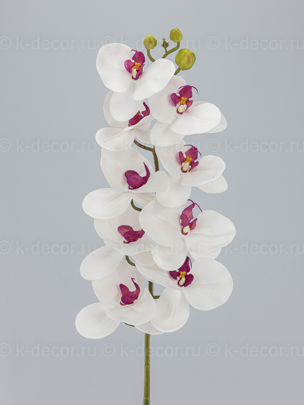 Орхидея Флорида премиум