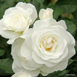 Бэби Шнеевитхен (Baby Schneewittchen)