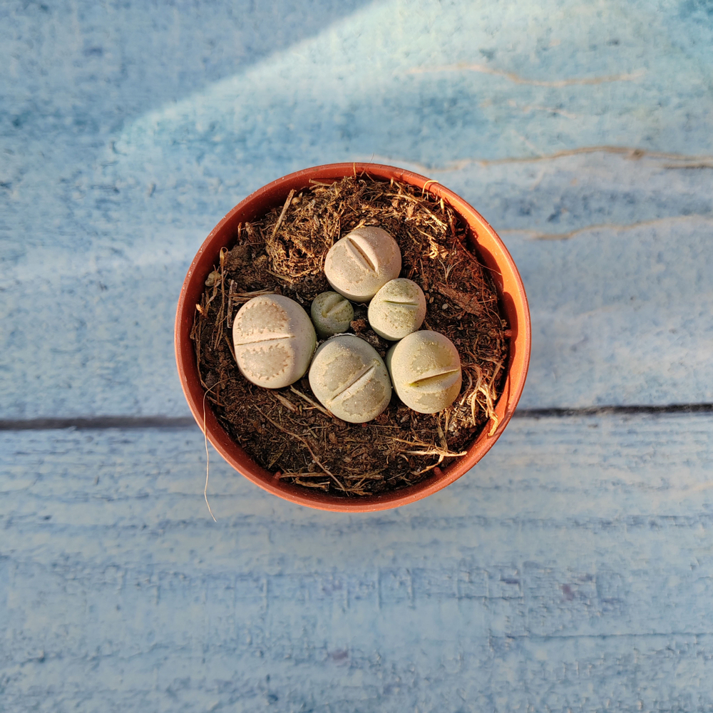 Lithops sp. (Литопсы)