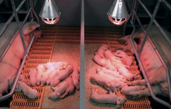 Лампа инфракрасная греющая (ИКЗК) 250 Вт