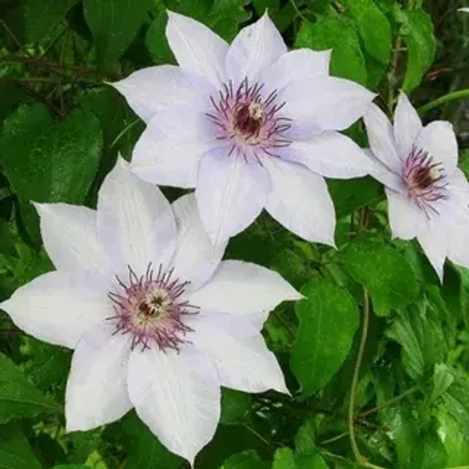 Клематис гибридный Фуджи-Но-Таби трехлетка наличие