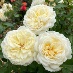 Транквилити (Tranquillity)