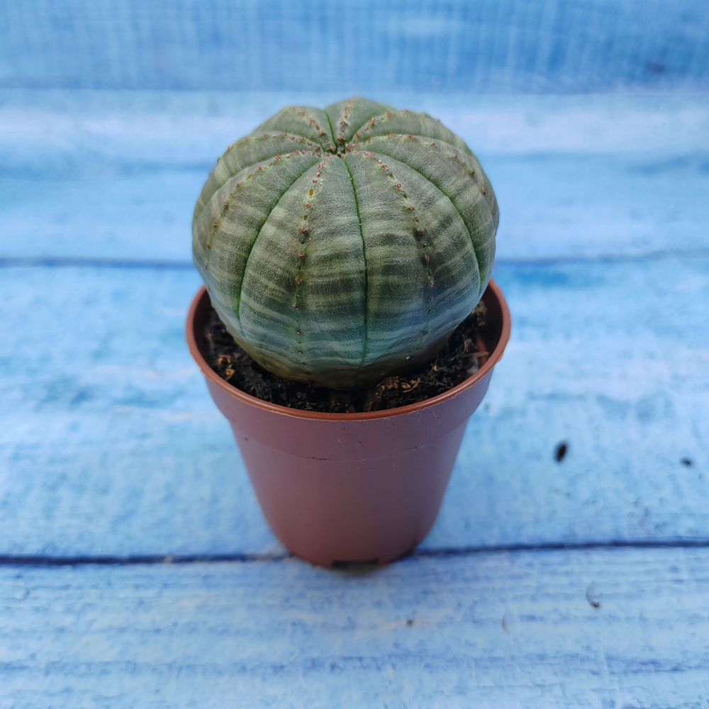 Euphorbia Obesa (Эуфорбия)
