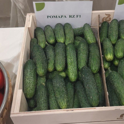 Огурец Ромара F1 7шт ВитаГрин ЭКСТРА