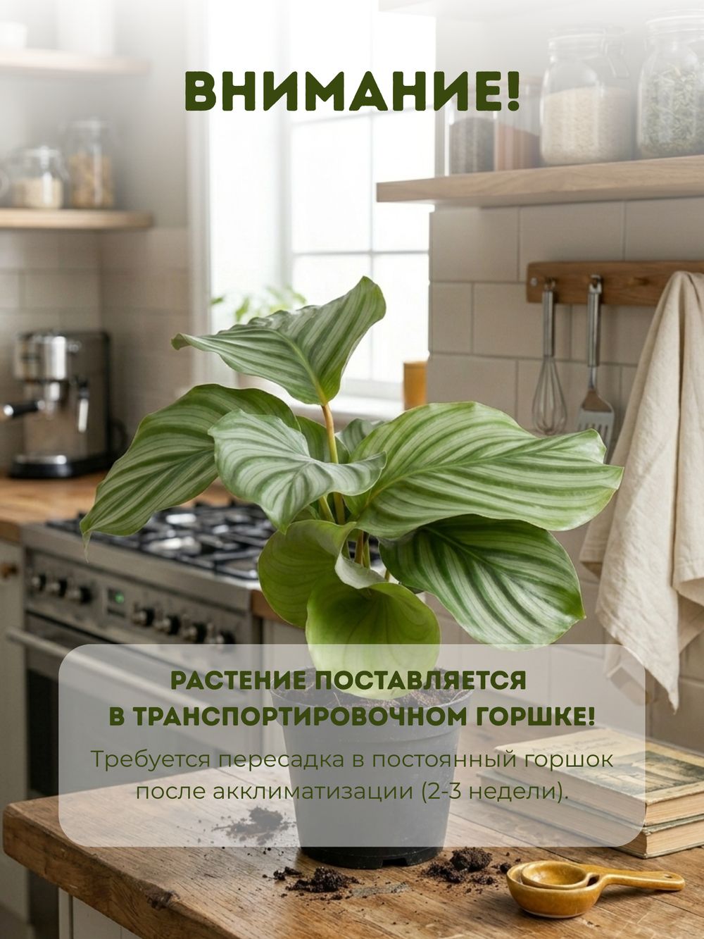 Калатея Green Apple д. 11