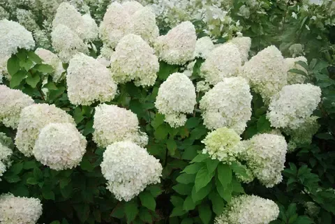 Гортензия метельчатая ФАНТОМ (Hydrangea paniculata «Phantom»)