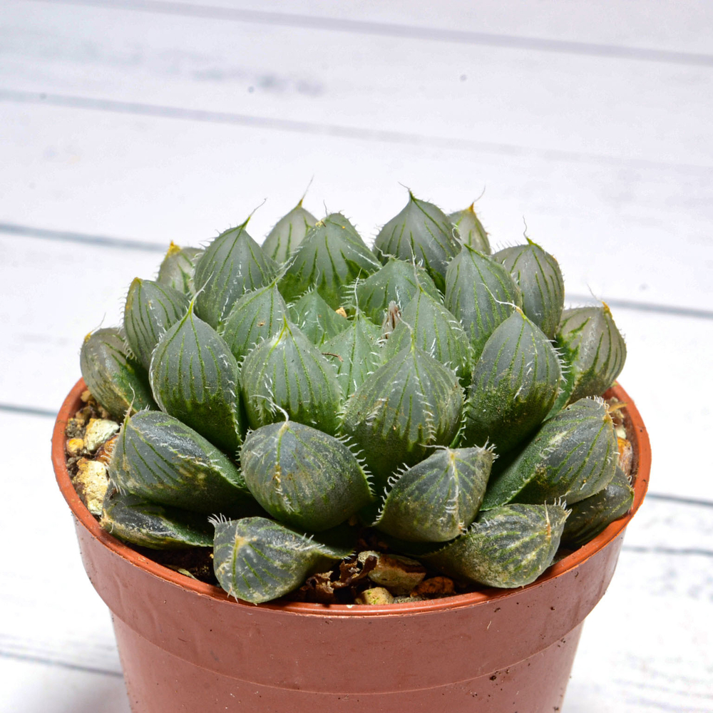 Haworthia Cooperi Pilifera (Хавортия)