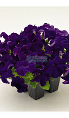 Петуния SUCCESS 360° BLUE (Драже)