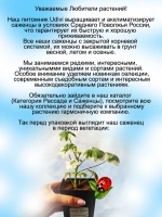 Пеларгония Фрэнк Хедли герань пёстролистная