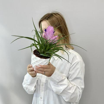 Тилландсия Джози