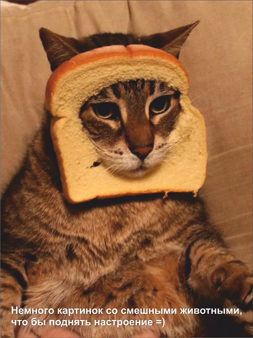 Гроб для кошки