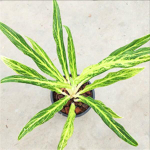 Аглаонема SEDTHEE RUANG THONG