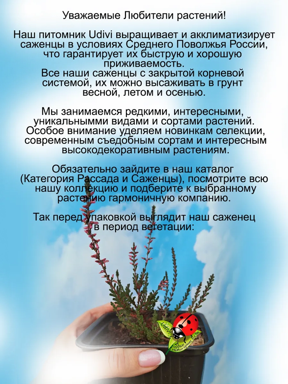 Вереск Афина красно пурпурный бутонный