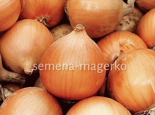 Лук репчатый Бурса F1 250000 (семян)
