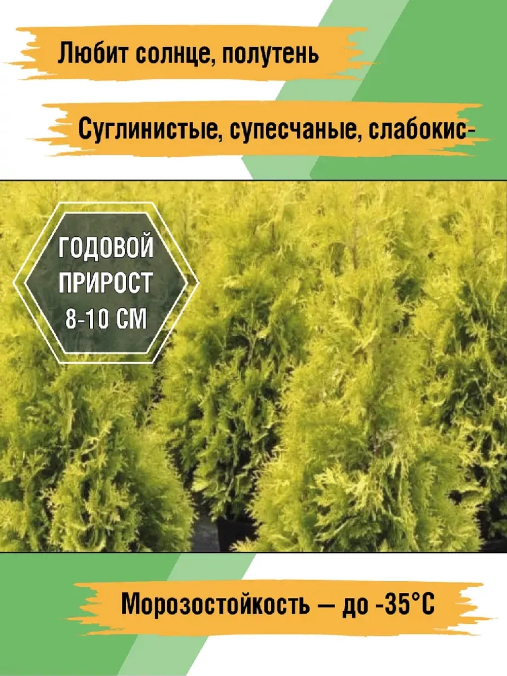 Туя саженец западная Еллоу риббон хвойные